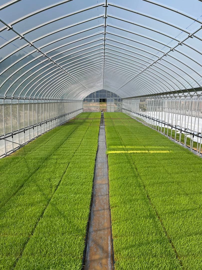 令和7年千葉県いすみ市産コシヒカリ　白米　10キロ　#天皇献上米