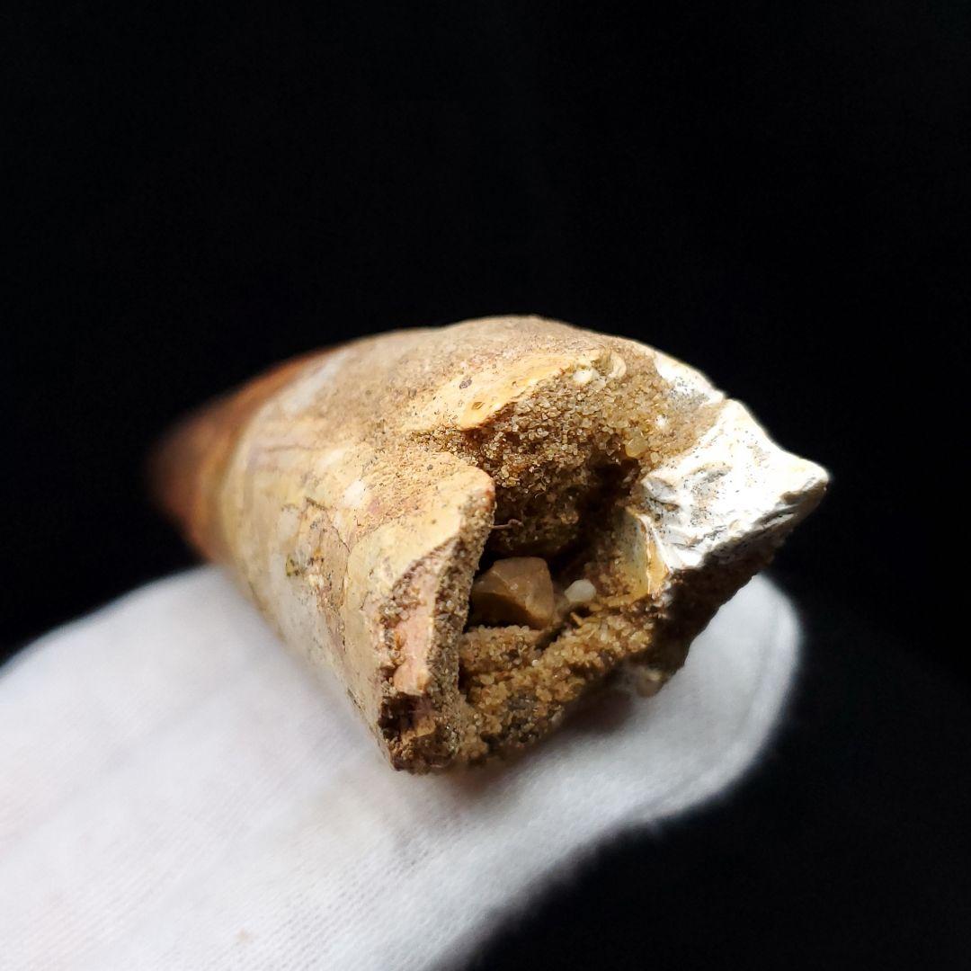 美品 スピノサウルス 本物 モロッコ産 94.41mm  sp435