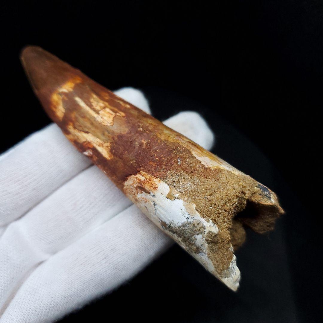 美品 スピノサウルス 本物 モロッコ産 94.41mm  sp435