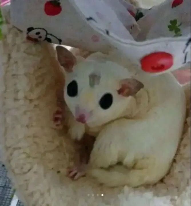 モモンガハウス（うさぎとヤギ）ピンク   秋（夏）春仕様  1850円