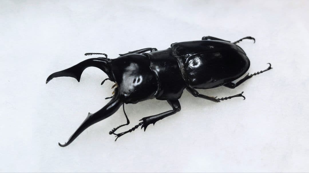 超特大！！Odontolabis kikuchii 47mm