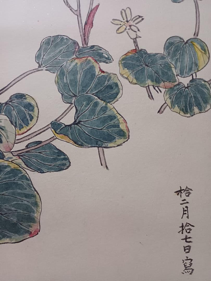 江戸屋の原画　掛け軸　1265x570mm E817 石蕗　つわぶき図　作者不詳