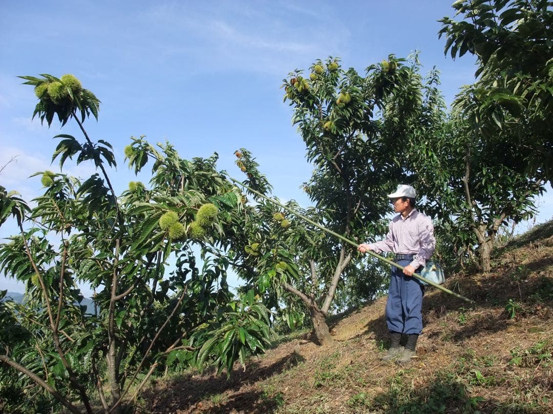 幻の栗⭐︎中山栗2L~4L混合10kgクール便（匿名不可）農家直送2025-013