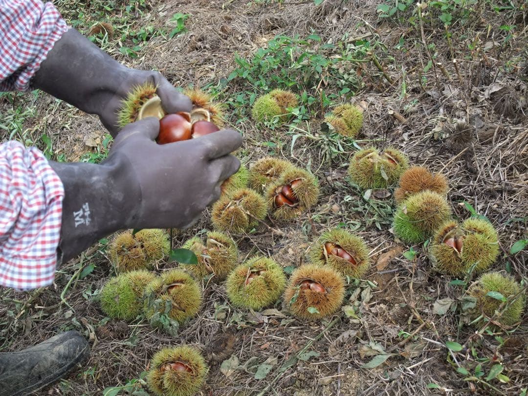 幻の栗⭐︎中山栗2L~4L混合10kgクール便（匿名不可）農家直送2025-013