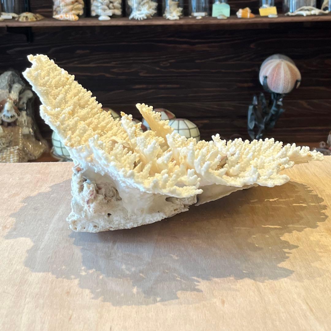 希少　長崎県産　テーブルサンゴ