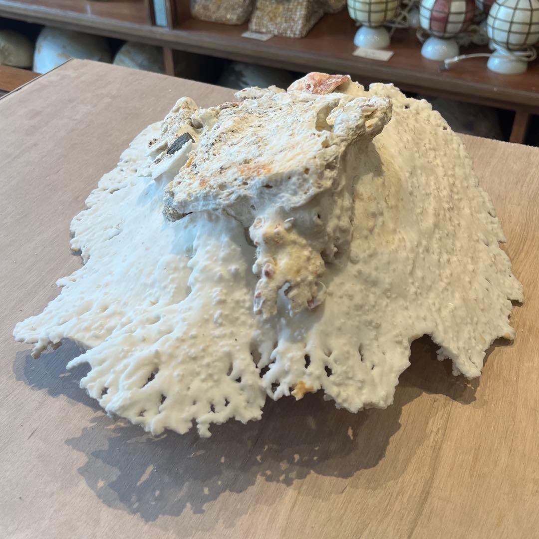 希少　長崎県産　テーブルサンゴ