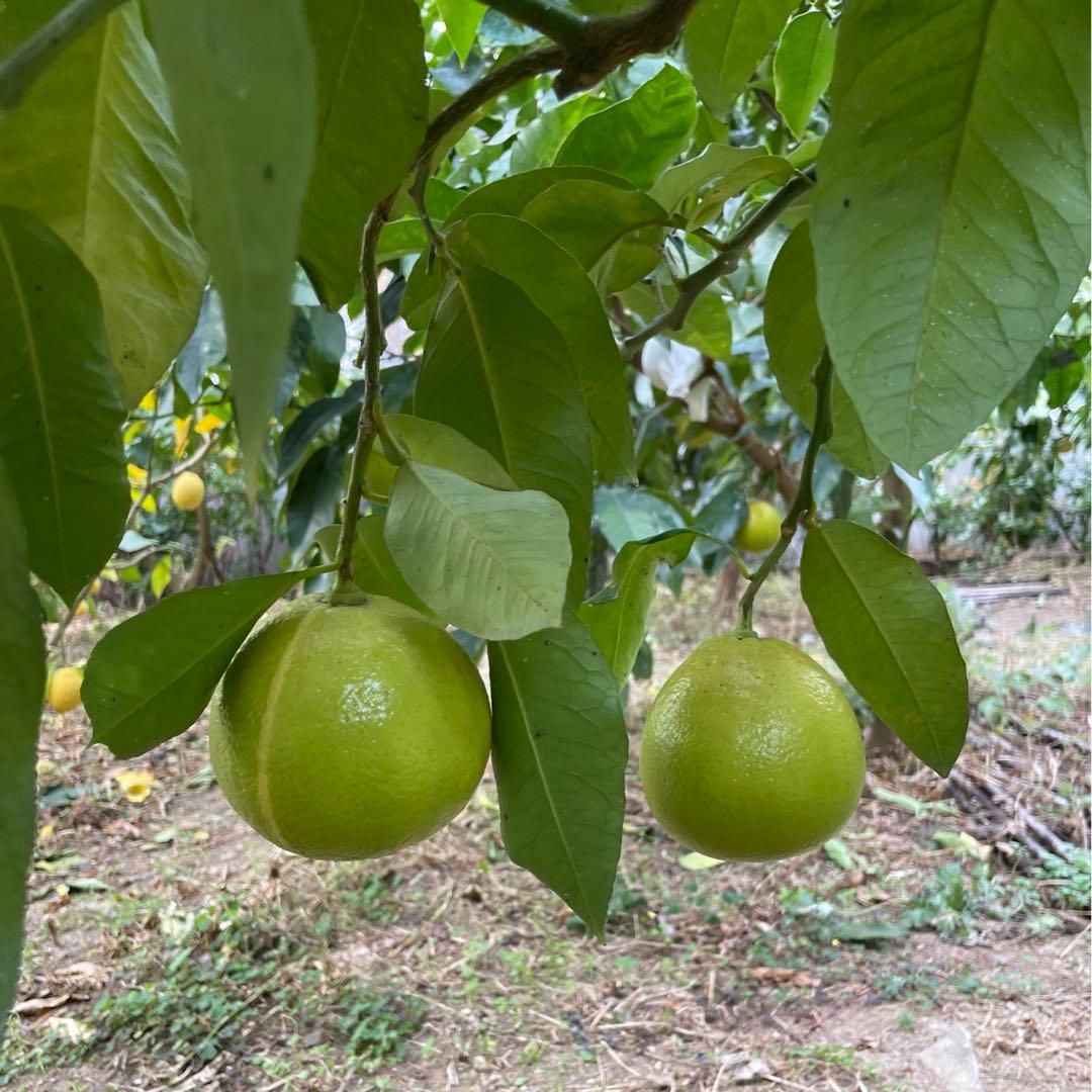 1国産ベルガモットオレンジ果実香りが強い露地栽培約:9k A品【一部分B品含む】