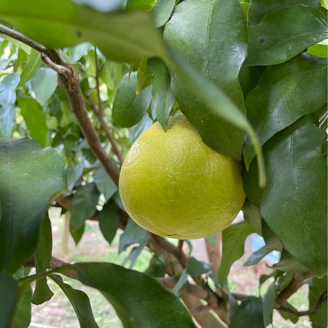 1国産ベルガモットオレンジ果実香りが強い露地栽培約:9k A品【一部分B品含む】