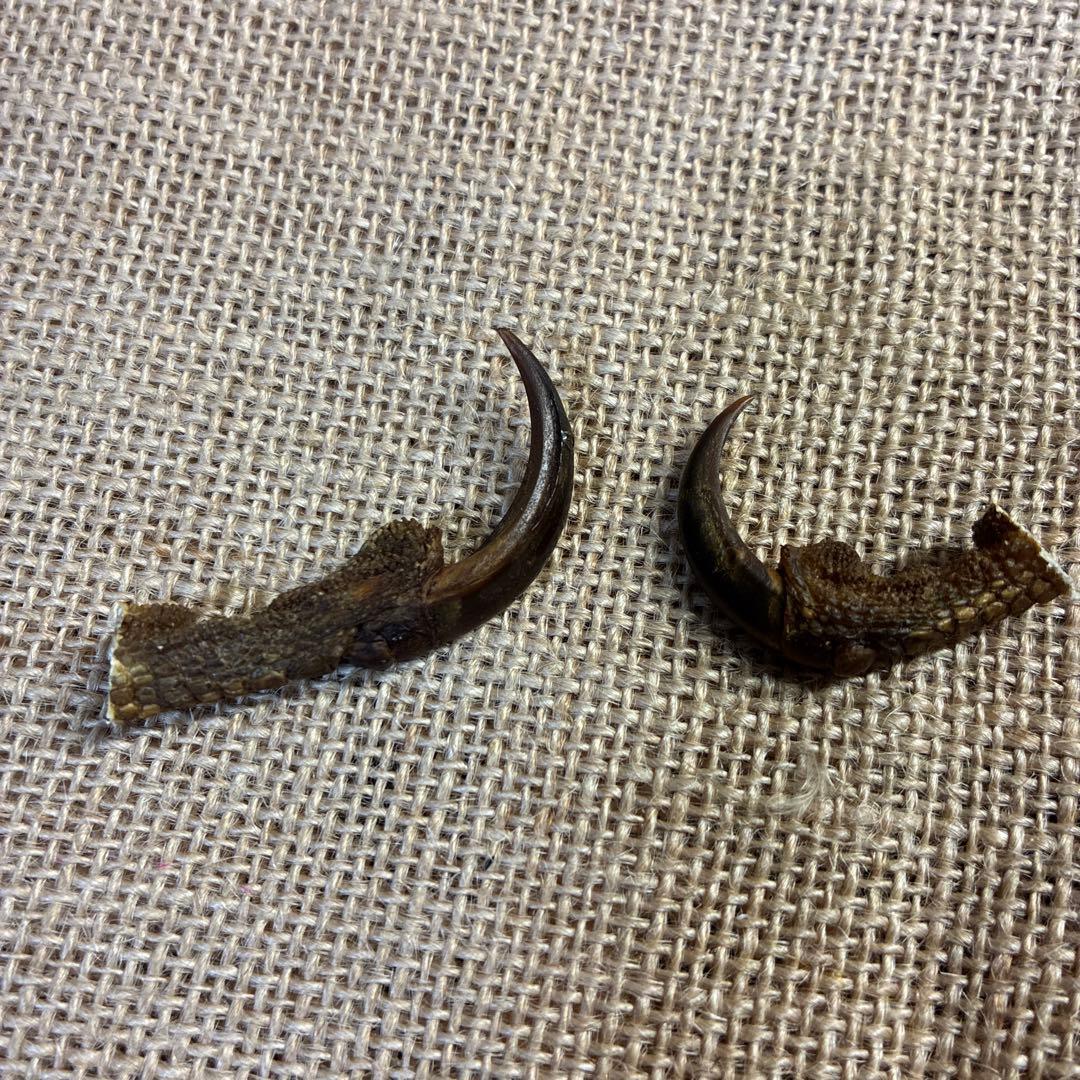 クマタカ　爪　熊鷹　剥製　イーグルクロウ　イーグルクロー　インディアンジュエリー