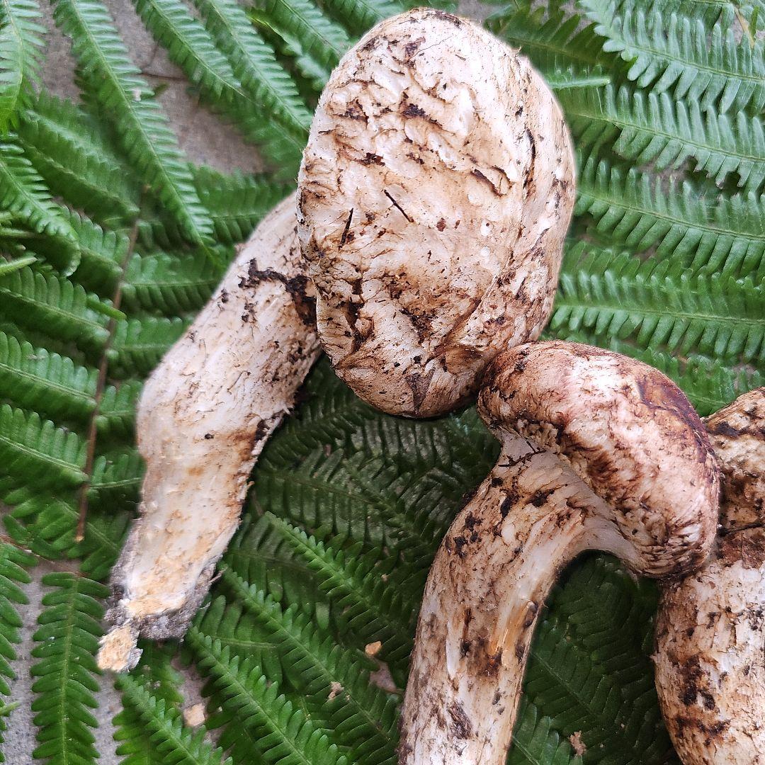 広島県産 松茸 203g