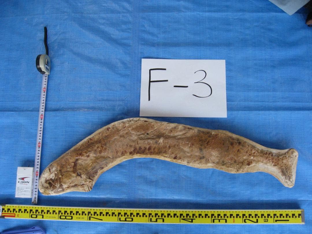 化石　F-3