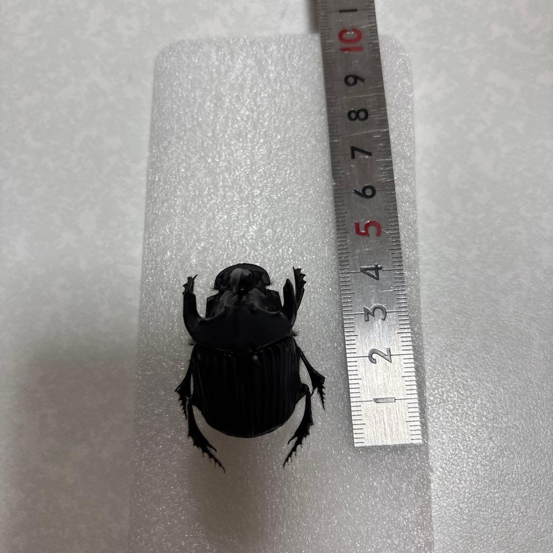 ファヌスニジダイコク♂