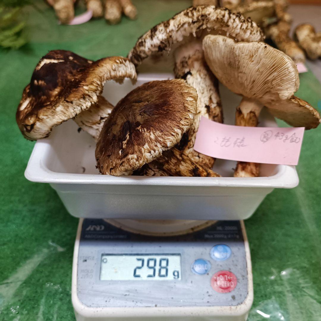 【松茸】こもも　B品255ｇ　良品43ｇ