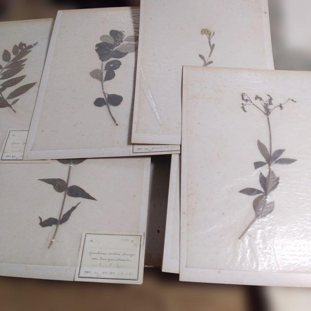 珍品　計39枚　薬用植物標本 　海藻植物標本　コレクション　アンティーク
