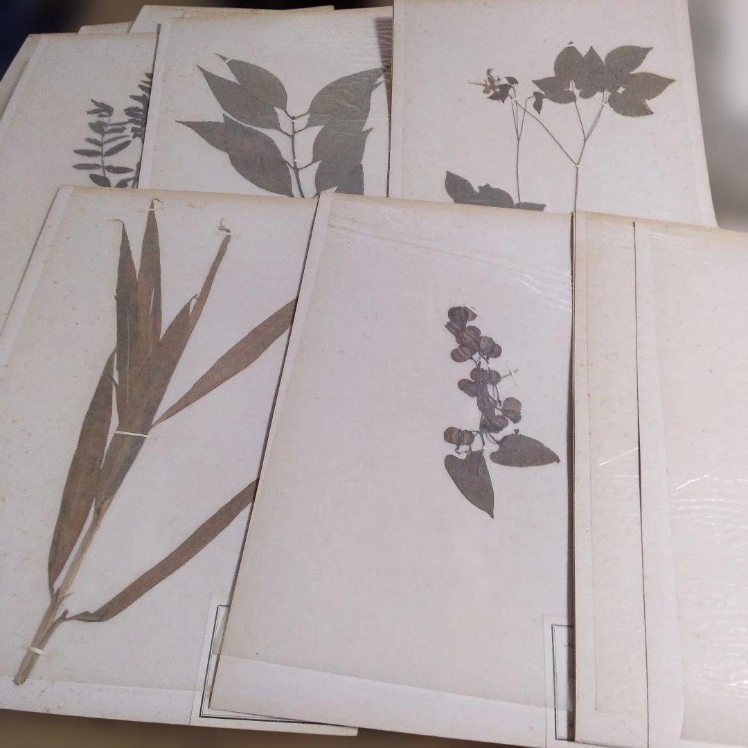 珍品　計39枚　薬用植物標本 　海藻植物標本　コレクション　アンティーク
