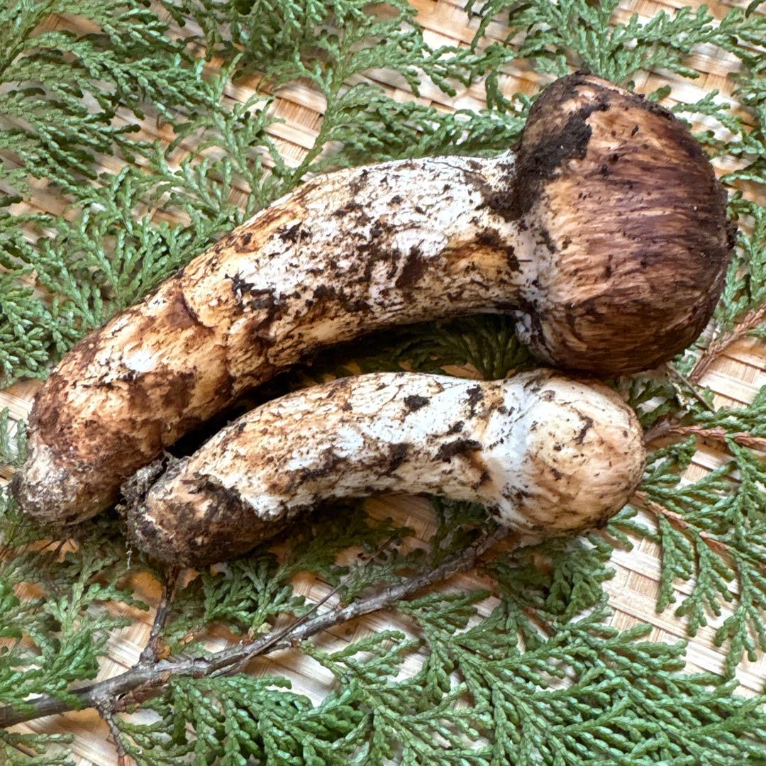 長野県南信州産‼️松茸 大中　2本セット127 g 11/3朝採れ