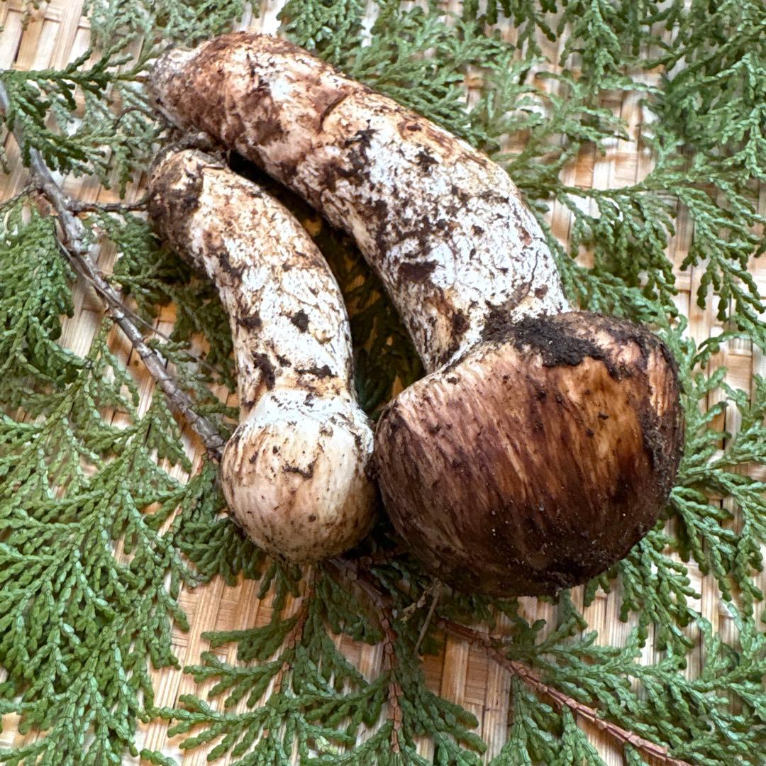 長野県南信州産‼️松茸 大中　2本セット127 g 11/3朝採れ