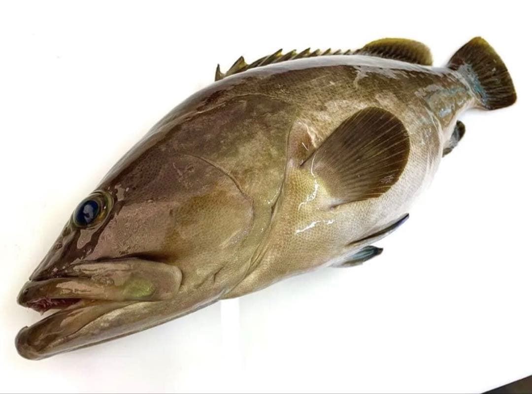 高級魚　クエ　アラ　　長崎県　対馬産　2.5kg 前後　丸ごと1匹　内臓除去