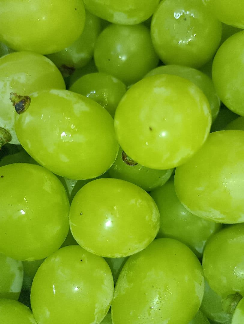 シヤインマスカット大粒グリーン多め入り３キロ粒パック入りになります。