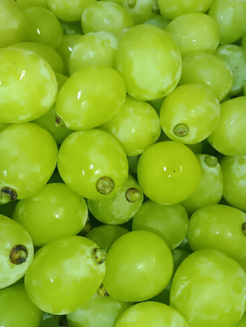 シヤインマスカット大粒グリーン多め入り３キロ粒パック入りになります。