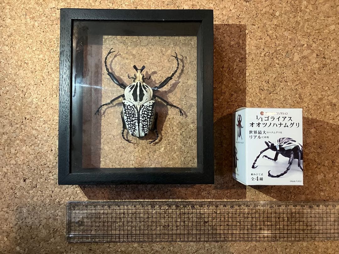標本/ゴライアスオオツノハナムグリ/ゴライアスオリエンタリス/フィギュア付