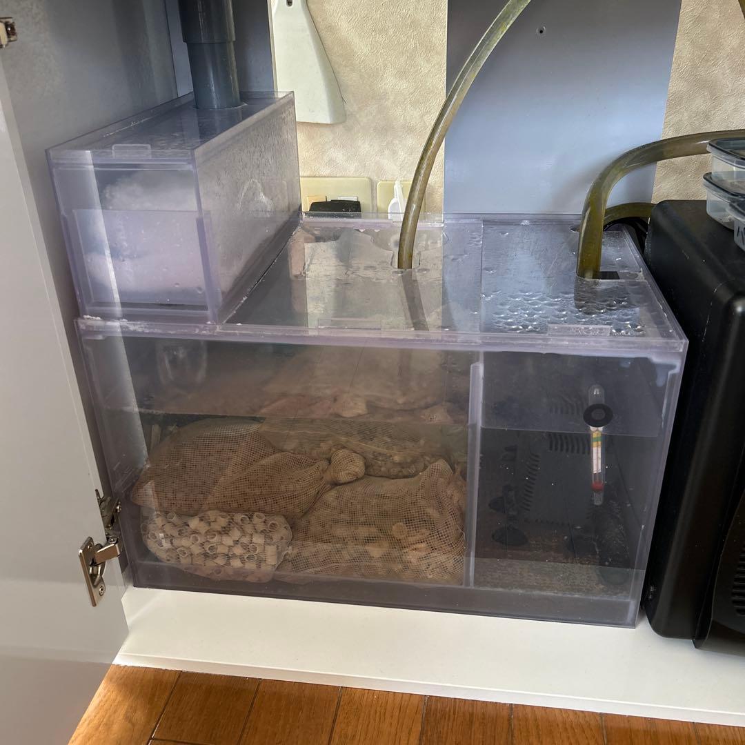 海水魚　オーバーフロー水槽一式　引き取り限定