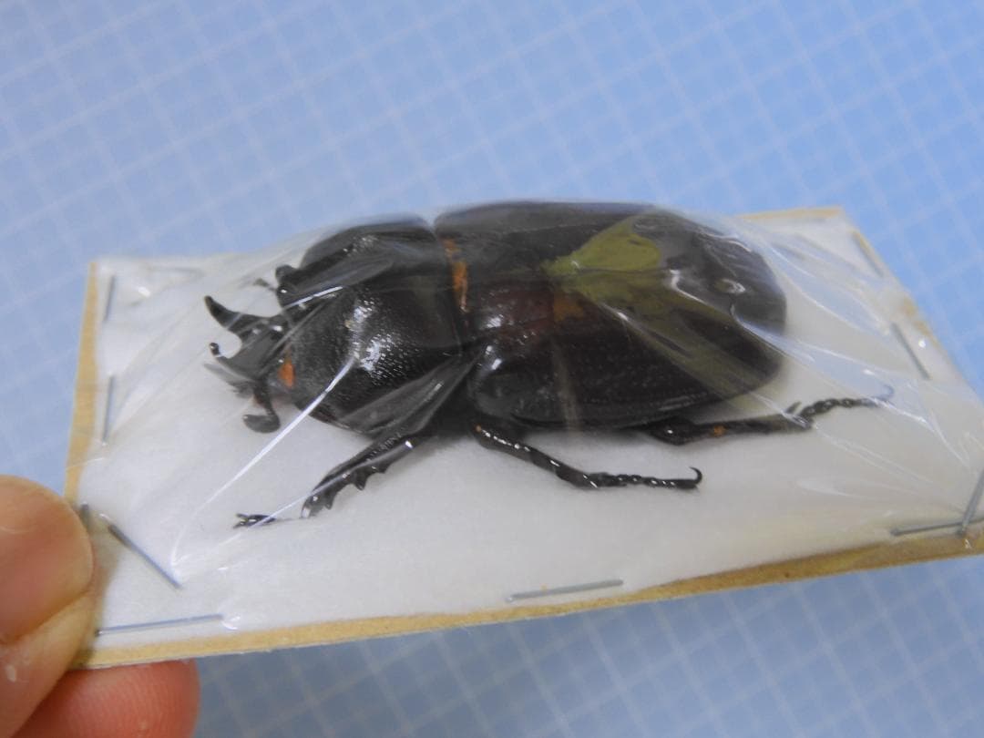 標本 Peru Homophileurus waldenfelsi 51mm