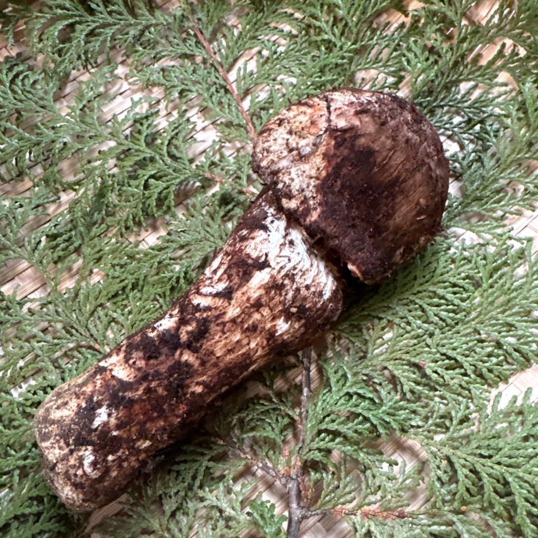 年内ラスト‼️長野県南信州産‼️松茸 147g 11/14朝採れ