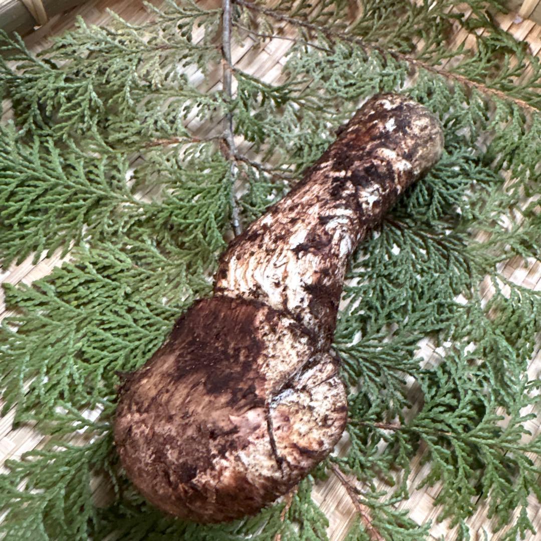 年内ラスト‼️長野県南信州産‼️松茸 147g 11/14朝採れ