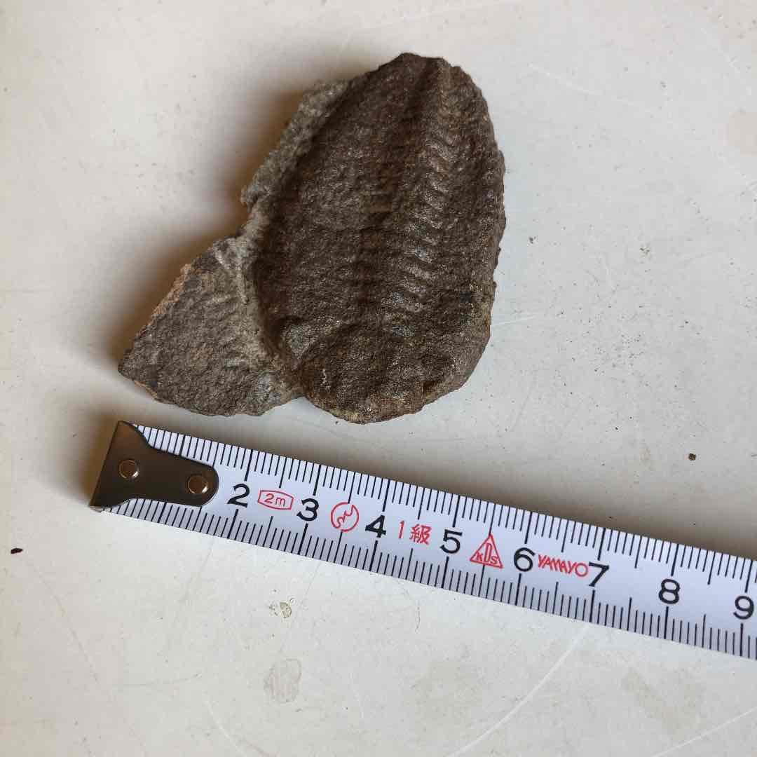 三葉虫化石　モロッコ産　現在輸出禁止になりました