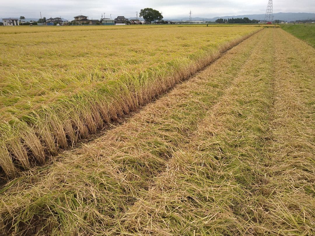 令和7年産ひとめぼれ　玄米　30kg