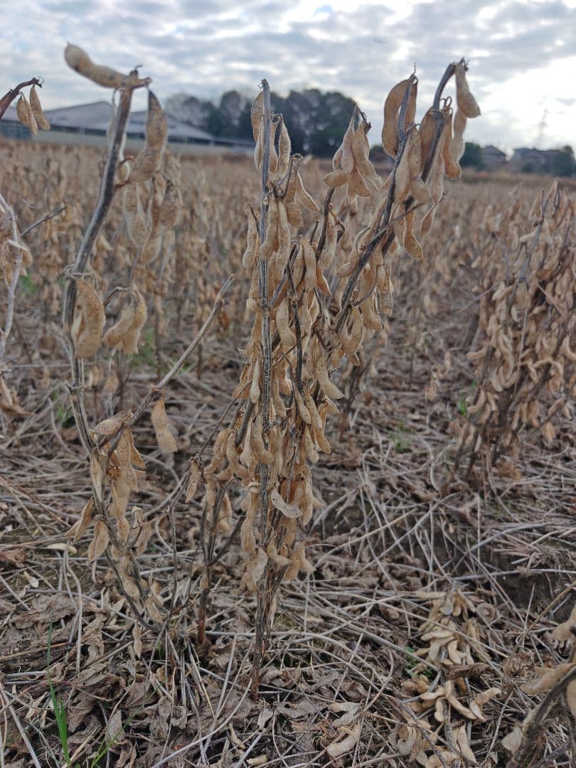 令和7年産　大豆 フクユタカ 正味14kg　愛知県産