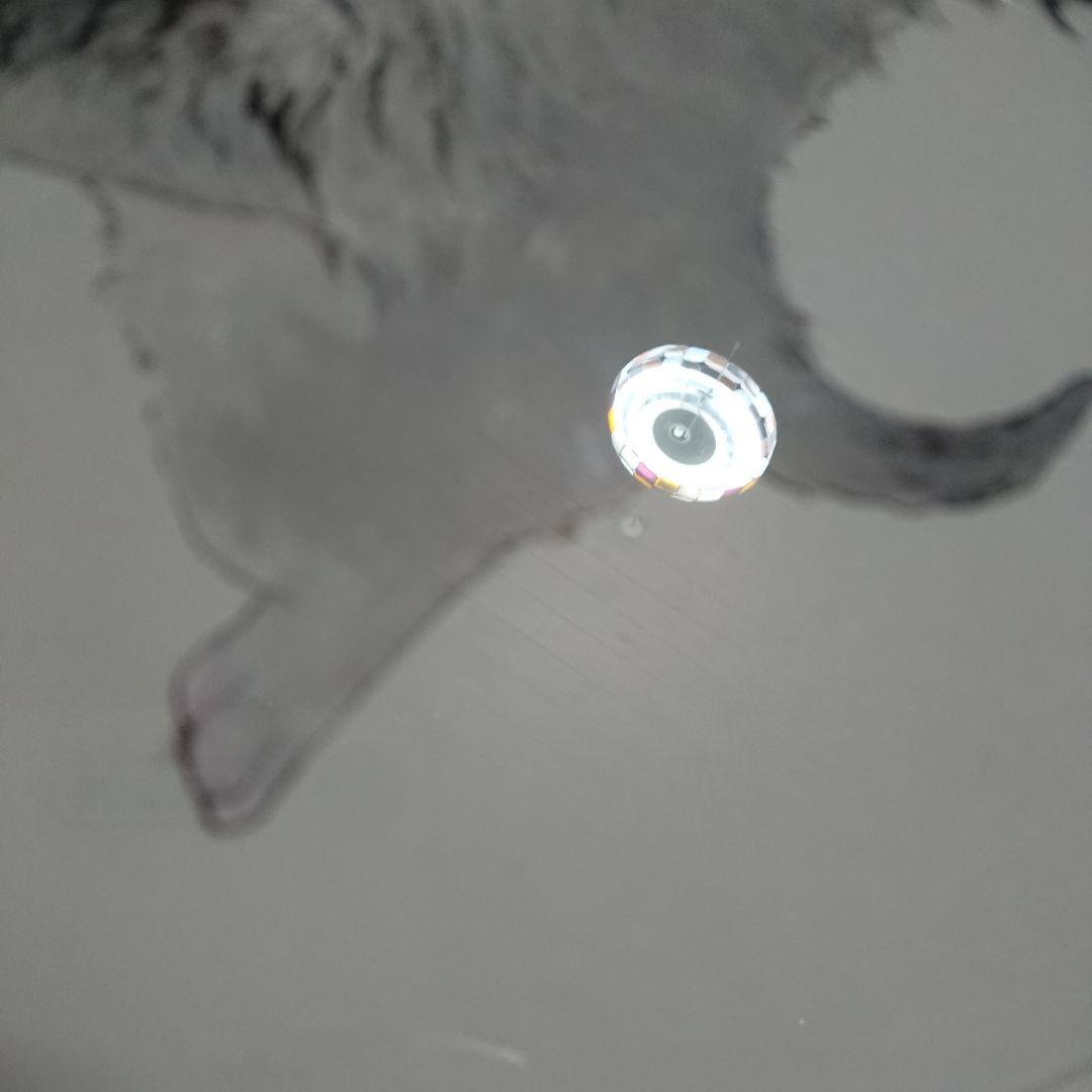 伊藤清子 SAYAKO ITOH 子猫 cat 日本画 直筆 サイン入り 額付き