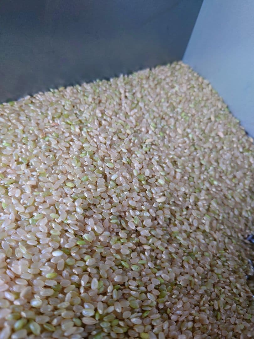 令和7年 新米！精米無料！玄米20キロ 栃木県大田原 黒羽産コシヒカリ 20㎏