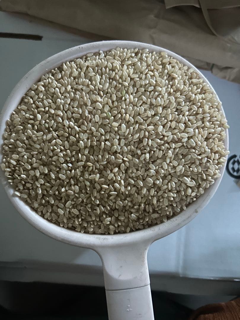 熊本県産 玄米 10kg森のくまさん！！