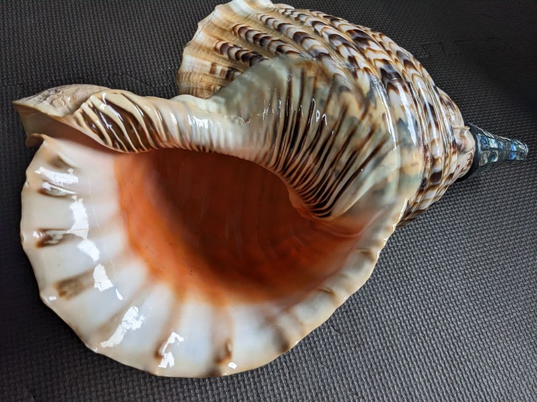 修験法螺貝　43cm　※購入前コメント必須