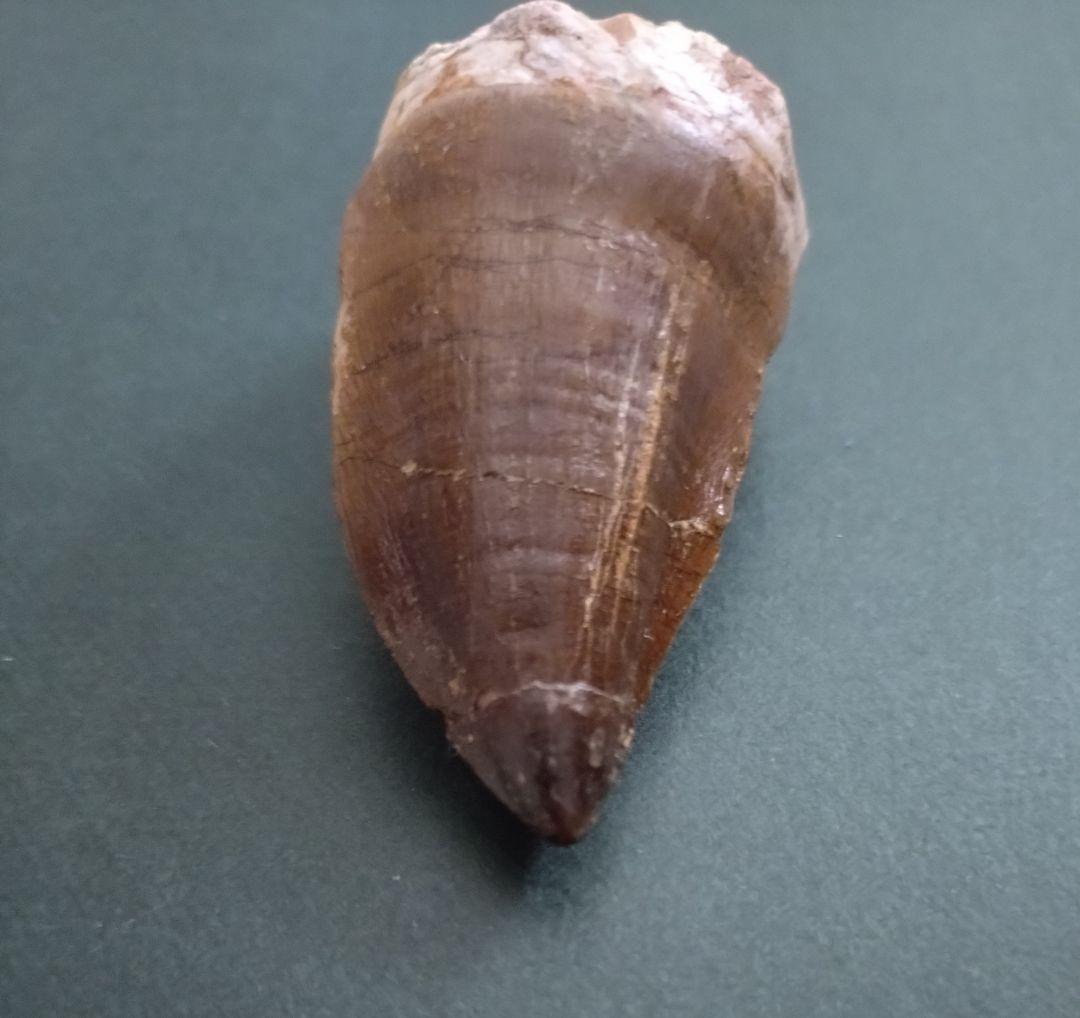 【特大本物】モロッコ産モササウルス（プログナソドン）の歯の化石　約5.5×3cm