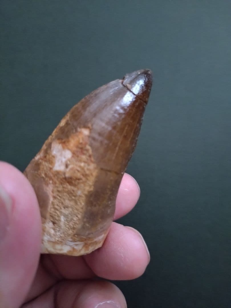 【特大本物】モロッコ産モササウルス（プログナソドン）の歯の化石　約5.5×3cm