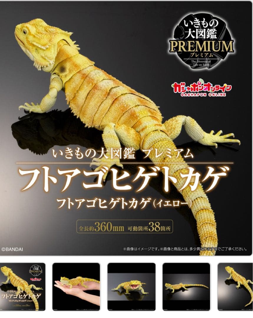 いきもの大図鑑プレミアム　フトアゴヒゲトカゲ　　レッド&イエローセット