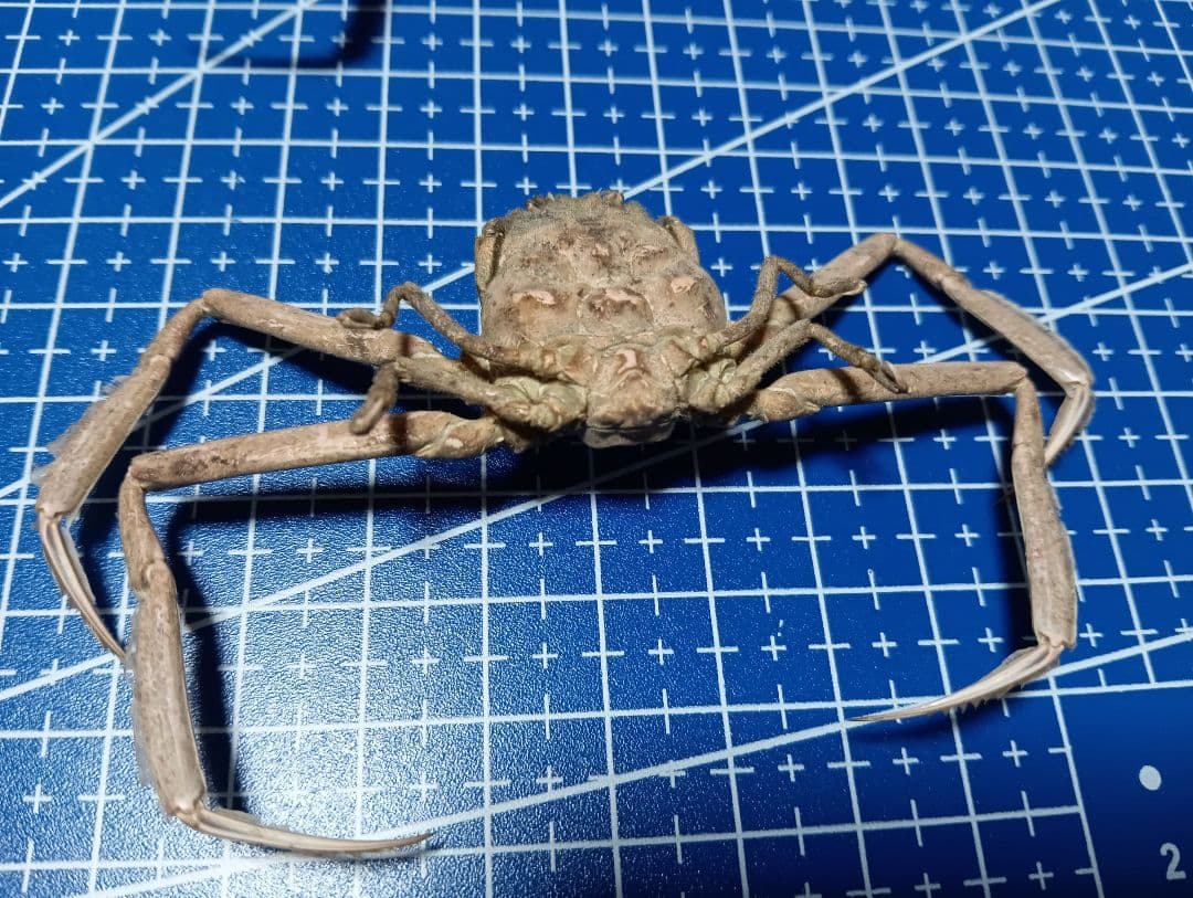 確認用稀少レア武士蟹平家怨霊リアル人面サムライガニ瀬戸内海産立体標本コレクション