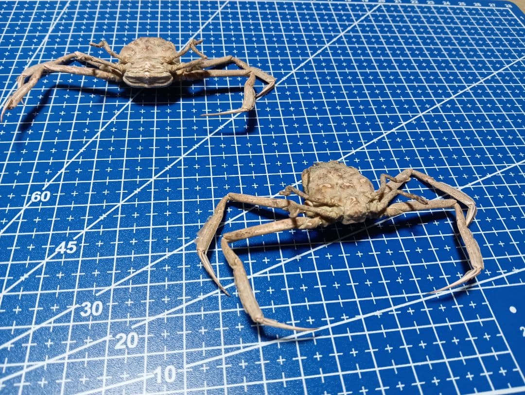 確認用稀少レア武士蟹平家怨霊リアル人面サムライガニ瀬戸内海産立体標本コレクション