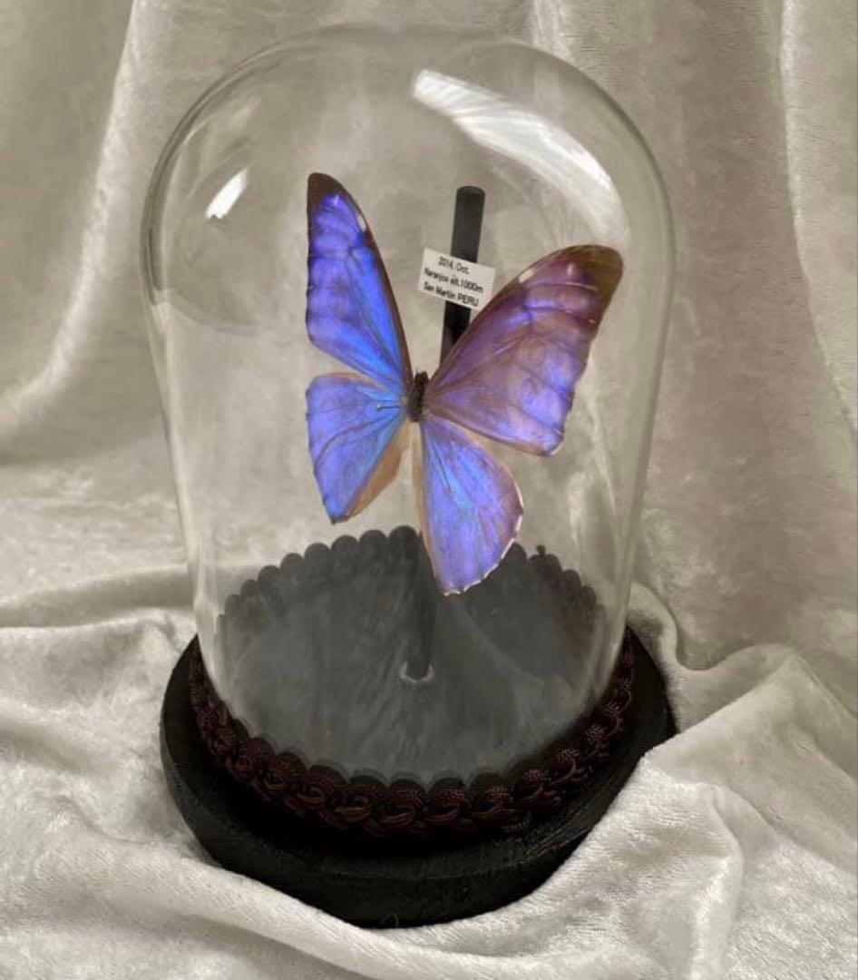 蝶 標本 モルフォ蝶 オーロラモルフォ ガラスドーム アンティーク