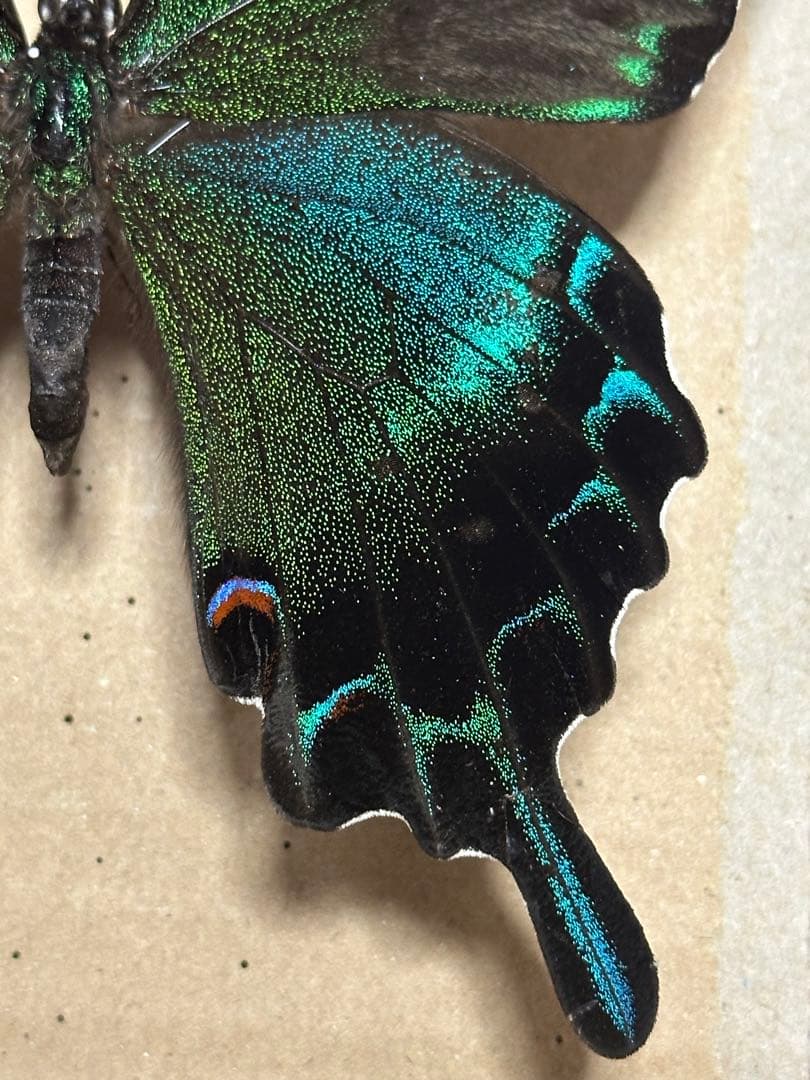 ミヤマカラスアゲハ　標本　採取品