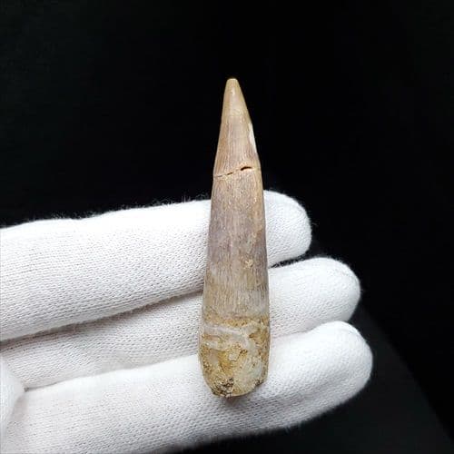 美品 プレシオ サウルス 化石 歯 本物 モロッコ産 55mm pr98