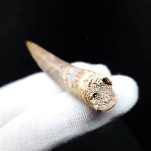美品 プレシオ サウルス 化石 歯 本物 モロッコ産 55mm pr98