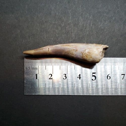 美品 プレシオ サウルス 化石 歯 本物 モロッコ産 55mm pr98