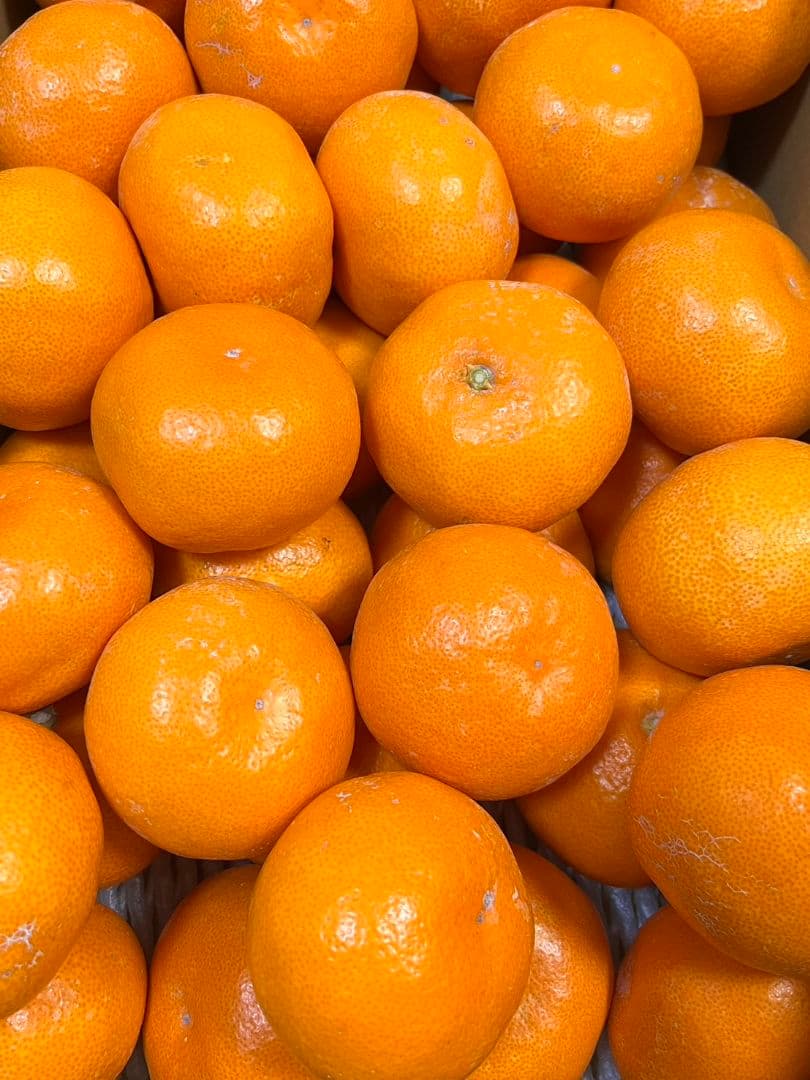 日本一「的兵みかん」赤秀品L 5000g