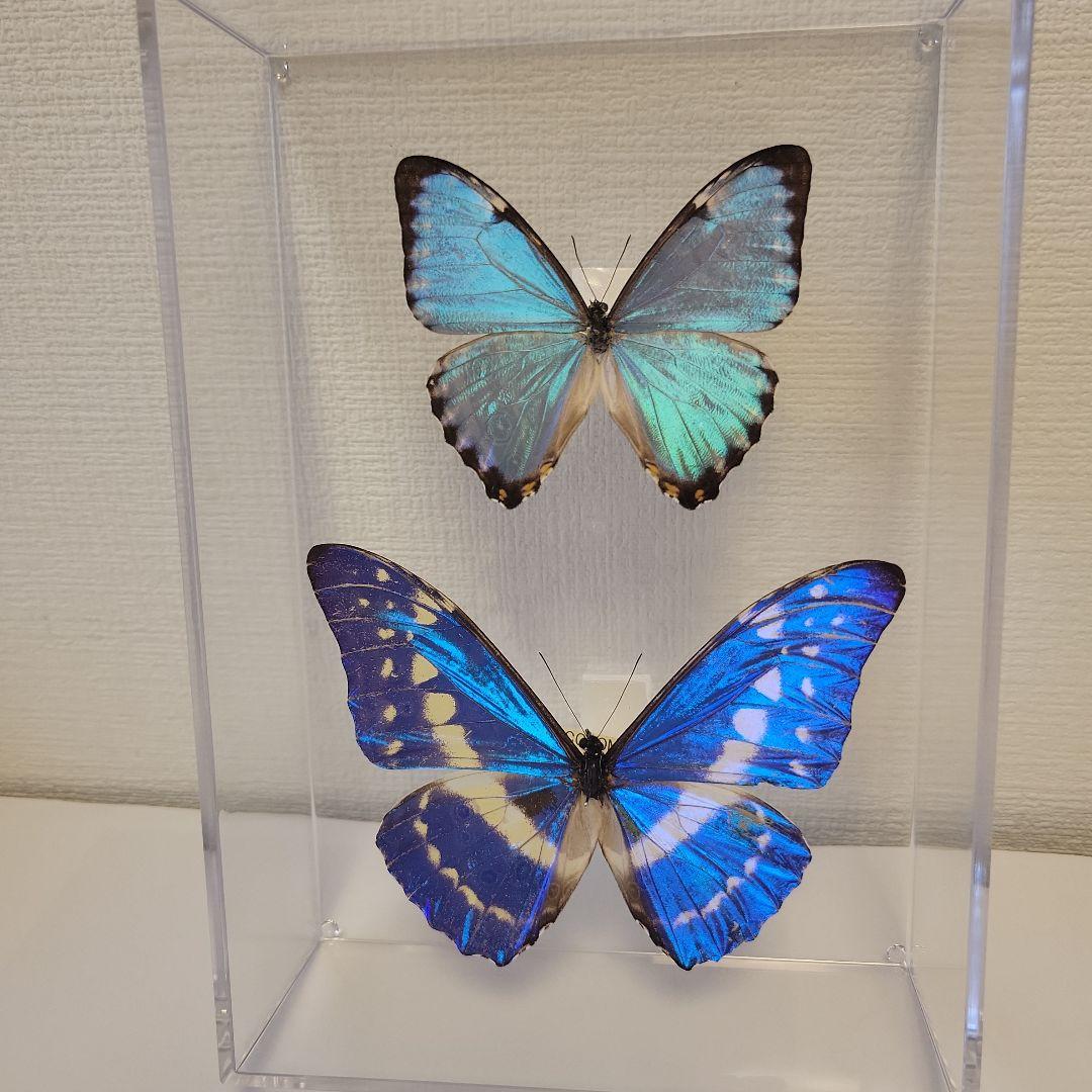 蝶の標本　宝石が舞うジャングル(SPECIAL)