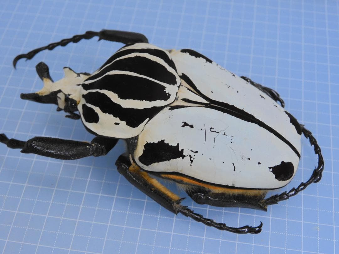 標本 Goliathus giliatus 94mm
