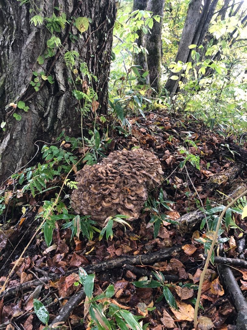 最終　新鮮な山の舞茸　まいたけ　マイタケ　本日のみ2.7kg